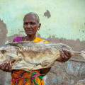 Exploring the Ancient Medicinal Uses of Dried Seafood